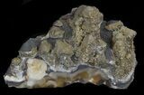 Pyrite Covered Dogtooth Calcite - Inner Mongolia #32685-2